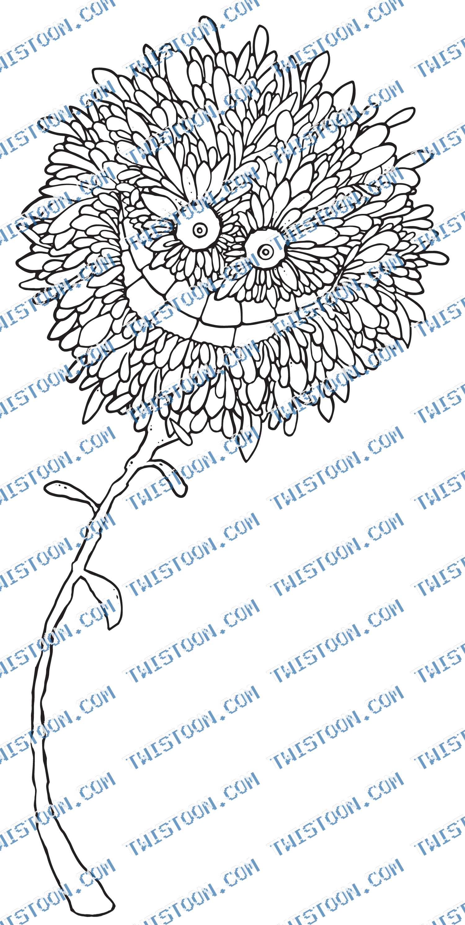 Carey Carnation
